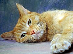 Gatti (35)